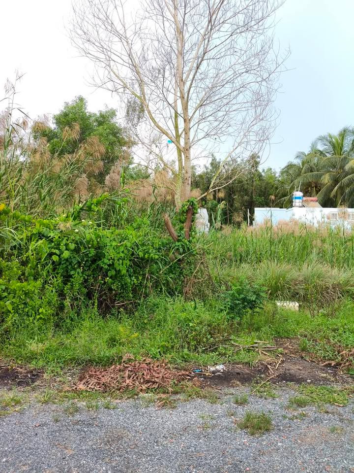 Đất thổ cư mặt tiền nhựa nhánh 5, Huyện Cầu Ngang, 110m² chỉ 470 triệu - Cơ hội đầu tư tuyệt vời!