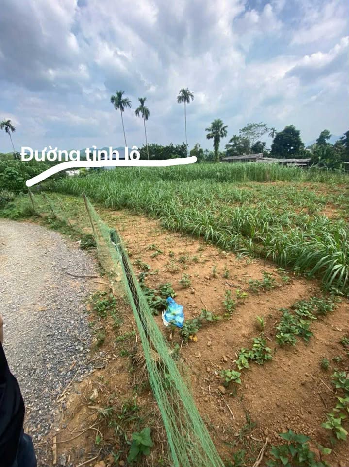 Đất Xóm Rên, Gia Mô, Tân Lạc, Hòa Bình 605m² giá 550 triệu - Đầu tư lý tưởng!