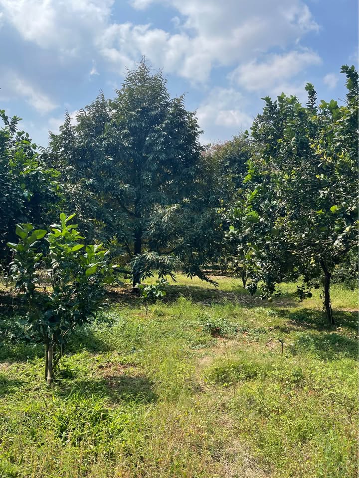 Đất nông nghiệp 12.900m² tại Túc Trưng, Định Quán - Giá chỉ 3.39 tỷ VND