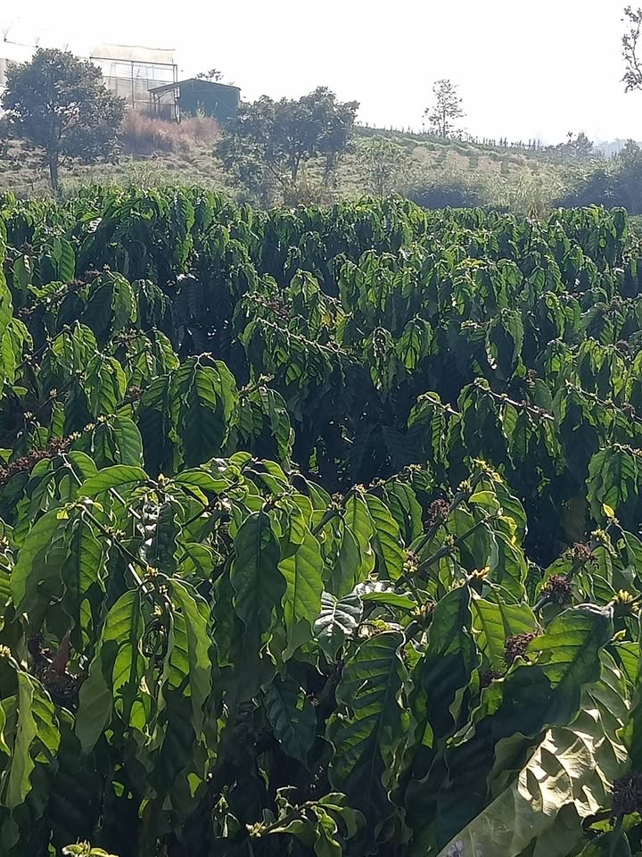 Farm Tân Văn 2988m² giá 3.5 tỷ - Đất bằng, tiện nghi sẵn