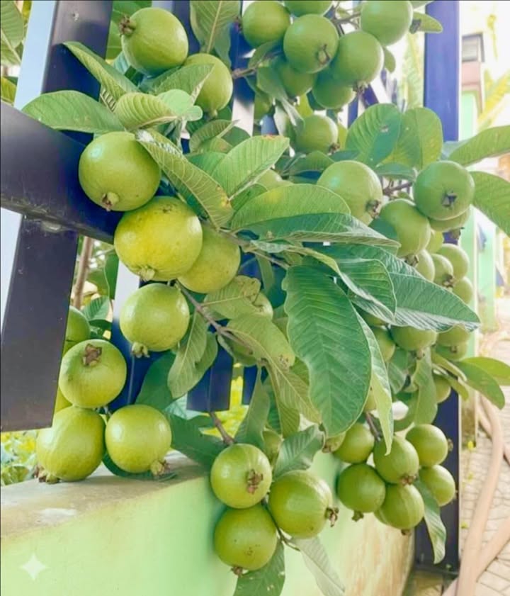 Đất nền Xuân Tâm Xuân Lộc 680m² giá 610 triệu - Cơ hội đầu tư tuyệt vời!