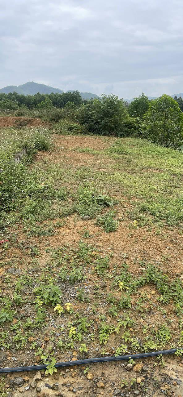 Đất nền Hòa Sơn, Hòa Vang 125m² giá 1.2 tỷ - Cơ hội đầu tư tuyệt vời!