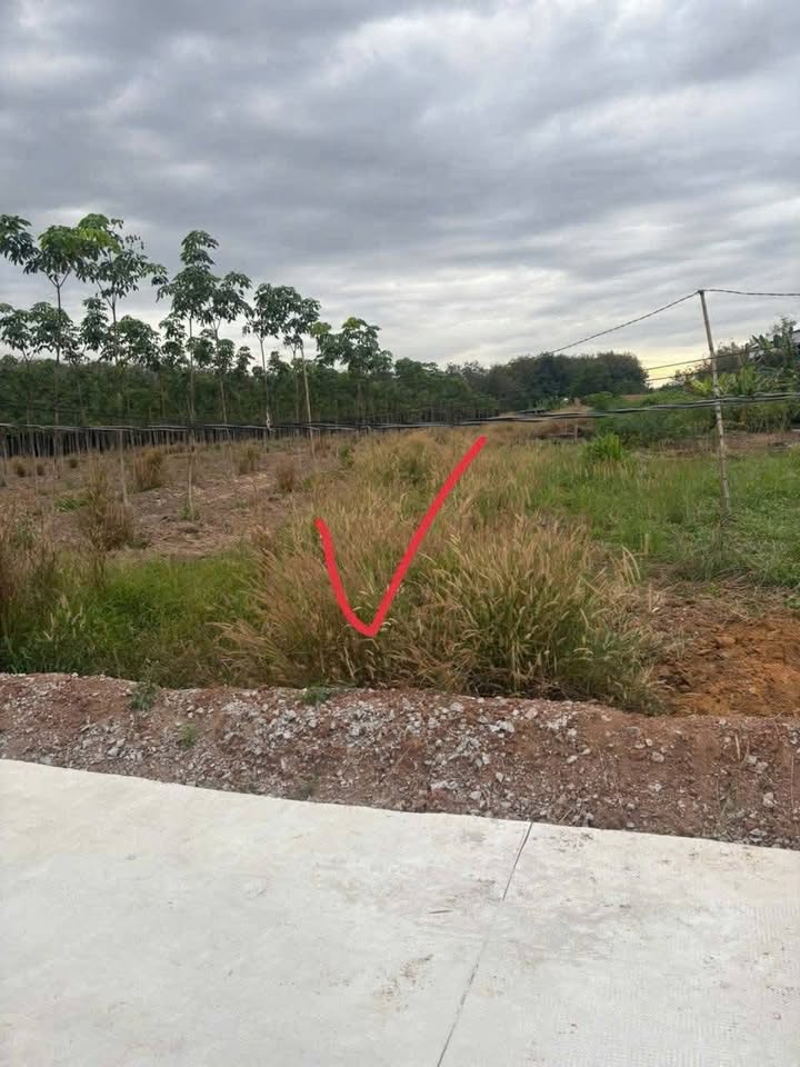 Đất nền 560m² xã Tân Hưng, Bàu Bàng chỉ 999 triệu - Cơ hội đầu tư hiếm có!