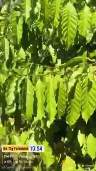 Đất Farm 1,25ha tại Ia Hla, Chư Pưh chỉ 1,35 tỷ - Cơ hội đầu tư tuyệt vời!