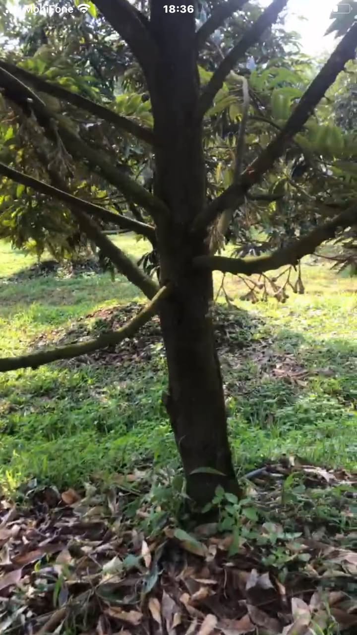 Farm sầu riêng 1.2ha tại Đa Kai, Đức Linh, Bình Thuận - Giá 2.3 tỷ, cây bắt đầu cho bông!