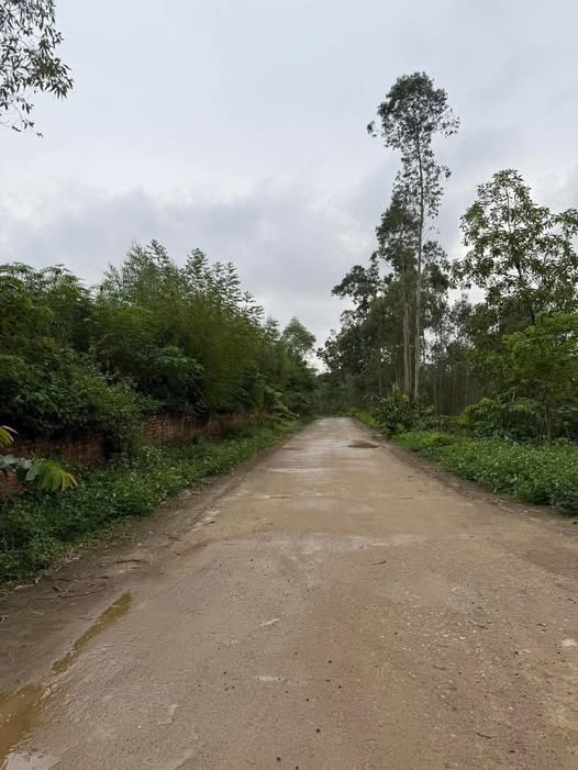 Đất rừng sản xuất xã Xuân Hòa 13.000m² giá thương lượng - Mặt đường tứ phía đẹp