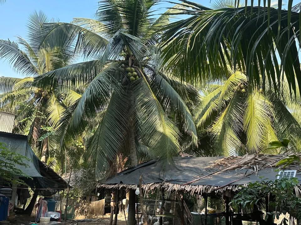 Đất nền xã Tân Phú Tây, huyện Mỏ Cày Bắc, 4300m² giá chỉ 490 triệu - Cơ hội đầu tư hấp dẫn!