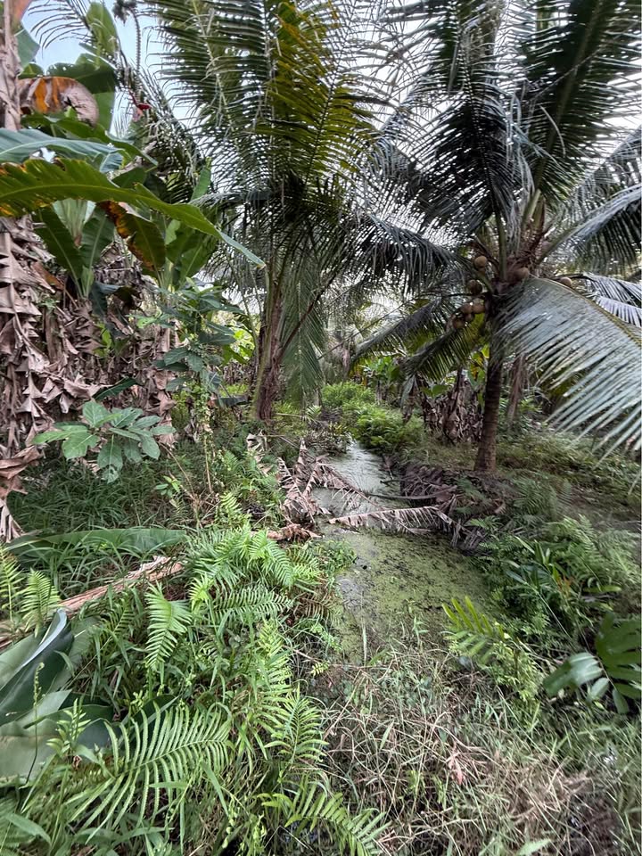 Đất vườn Xã Nguyệt Hóa 2943m² giá 2.354 tỷ - Cơ hội đầu tư sinh lời!