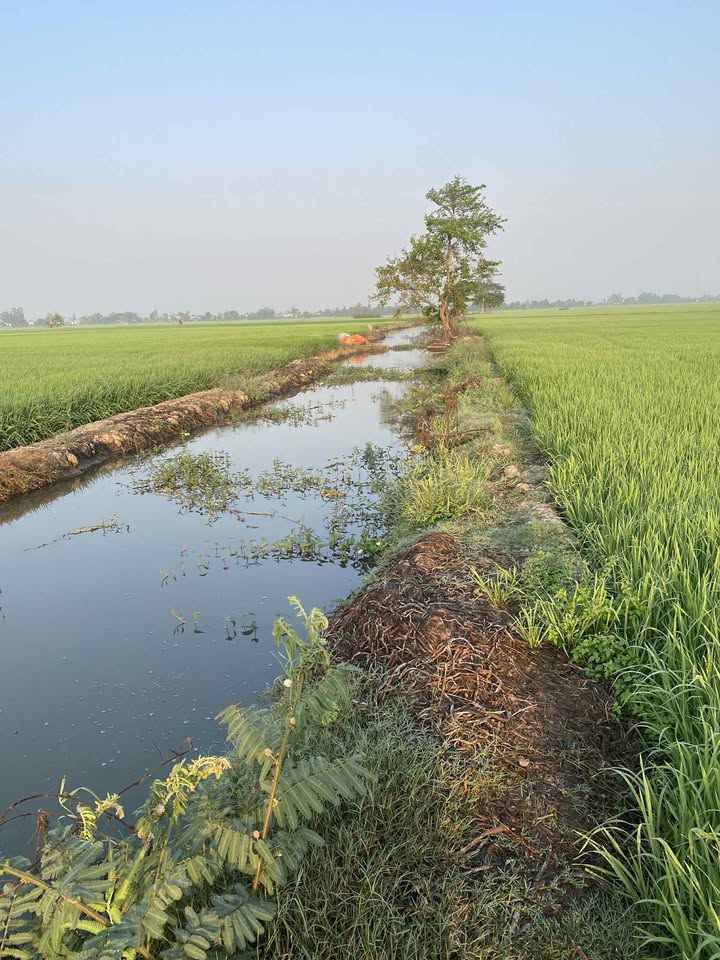 Đất ruộng lúa 2 vụ xã Tân Thành B, 60.000m² giá 600 triệu - Cơ hội đầu tư hấp dẫn!