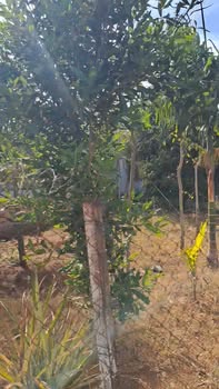 Đất nền mặt tiền đường bê tông xã Ia Glai 2550m² - Cơ hội đầu tư tuyệt vời!