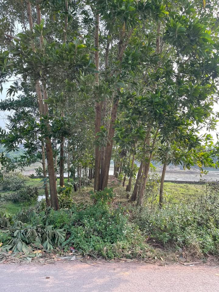 Đất thổ cư 100m² mặt đường liên xã tại Yên Thế, Bắc Ninh - Giá chưa đến 1 tỷ!