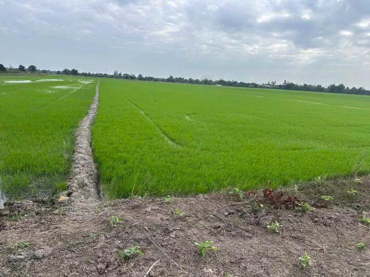 Đất nền 6.9 công tại Vĩnh Trinh, Cần Thơ - Diện tích rộng, giá thỏa thuận!