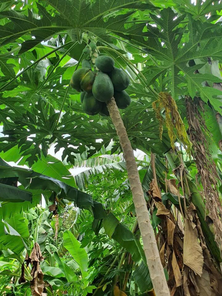 Đất vườn 170m² tại Vĩnh Phương, Nha Trang giá chỉ 1 tỷ - Chính chủ bán gấp!