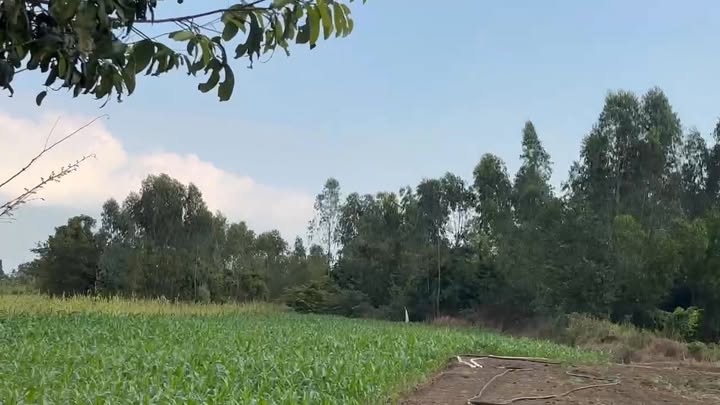 Đất Farm 15.000m² tại Xã Bình Giã, Huyện Châu Đức - Vị trí đắc địa, giá thỏa thuận!