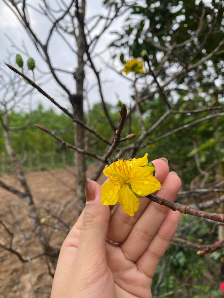 Đất thổ cư Vĩnh Hòa 182m² giá 200 triệu - Pháp lý sổ hồng rõ ràng!