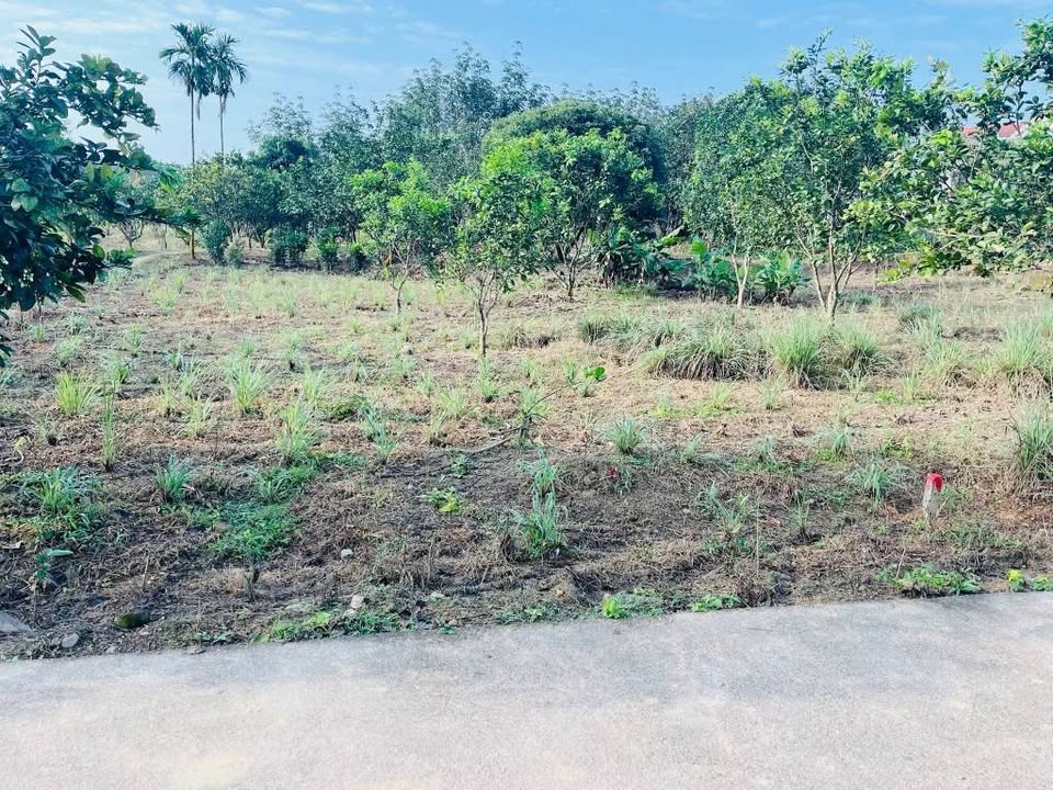 Đất nền Phong Mỹ, Huế 156m² giá chỉ 100 triệu - Cơ hội đầu tư tuyệt vời!