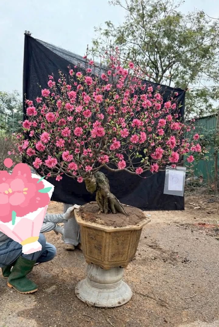 Đất nền góc tại xã Thanh Lương, huyện Vĩnh Bảo, Hải Phòng - Diện tích 90m², giá thỏa thuận!