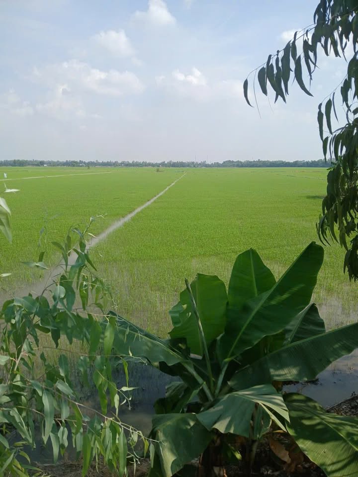 Đất nền 11 công xã Gáo Giồng, 2.2 tỷ - Mặt tiền sông lớn!