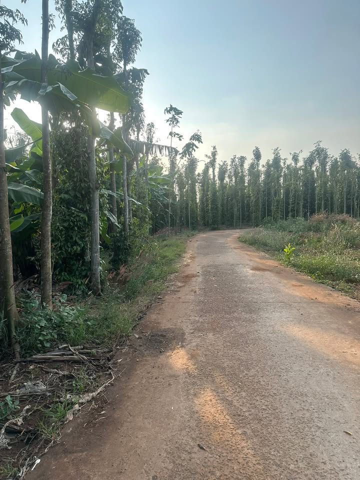 Đất vườn Sông Ray, Huyện Cẩm Mỹ, 10080m² giá 700 triệu - Sổ hồng chính chủ!