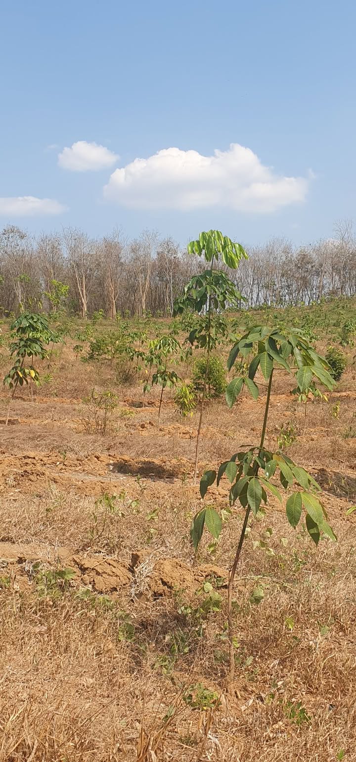 Đất cao su non 8ha tại Phú Riềng - Giá 9.6 tỷ, thương lượng nhanh!