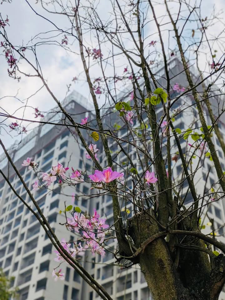 Shophouse cho thuê Vinhomes Ocean Park 67m² giá từ 5 triệu - Không thể bỏ lỡ!