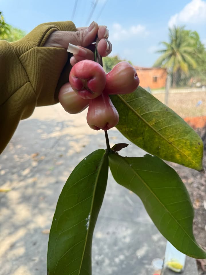 Đất thổ cư Khu phố 3, Thị trấn Châu Thành, 110m² giá chỉ 320 triệu - Cơ hội đầu tư tuyệt vời!