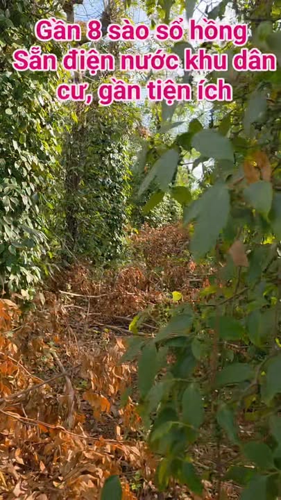 Đất nông nghiệp 8 sào tại xã Ia Ko, Gia Lai - Cơ hội đầu tư hấp dẫn!