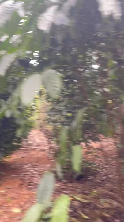 Đất nông nghiệp tại Sơn Định, Huyện Sơn Hòa, 30.600m² giá 1.1 tỷ - Thương lượng nhẹ cho khách thiện chí!