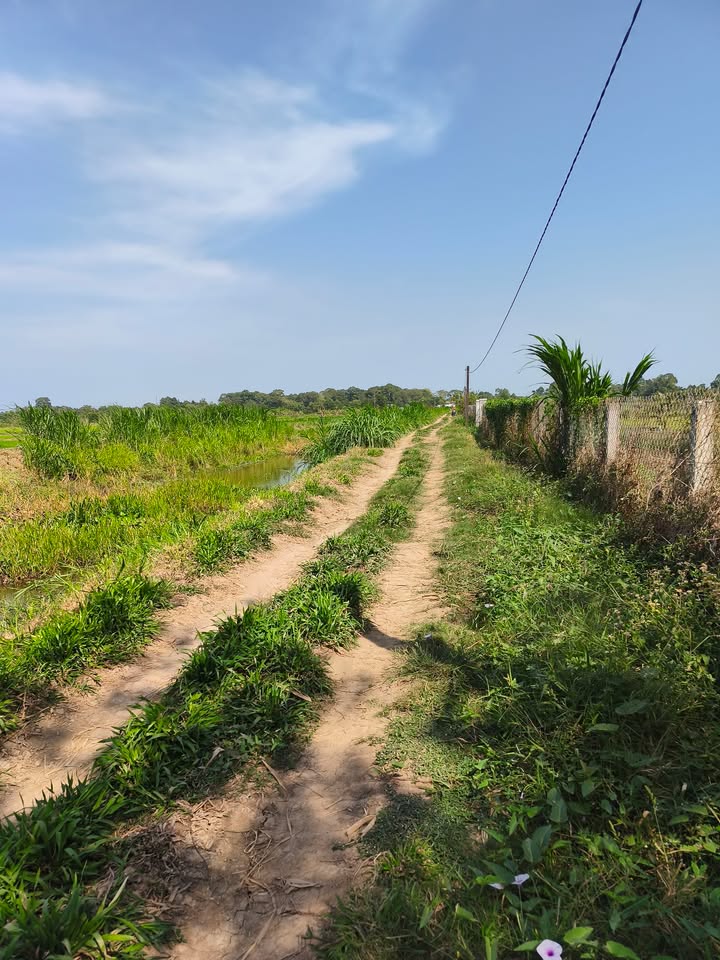 Đất nông nghiệp 1.5 hecta tại Trà Vinh - Giá chỉ 300 triệu - Tiềm năng đầu tư lớn!