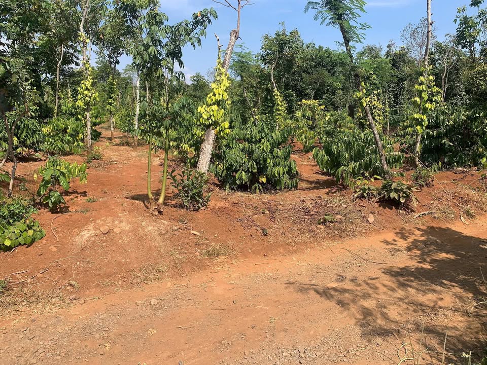 Đất nền thổ cư 500m² tại thôn 4, xã Cư Êbur, giá 595 triệu - Sổ đỏ chính chủ!