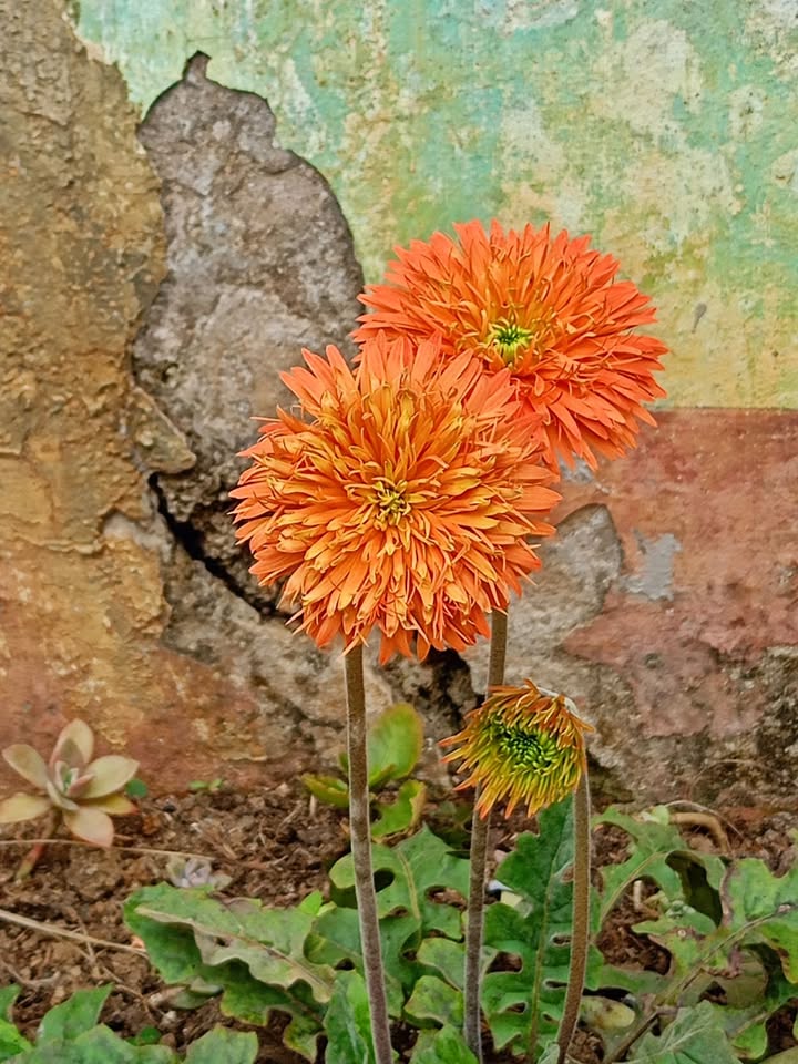 Đất nền Mộc Châu 260m² giá thỏa thuận - Đầu tư sinh lời ngay lập tức!