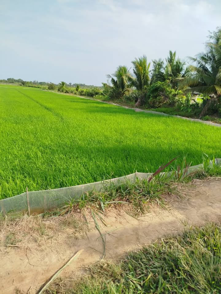 Đất ruộng 3,5 công tại ấp Thanh Trì A, Châu Thành - Giá chỉ 894 triệu VND