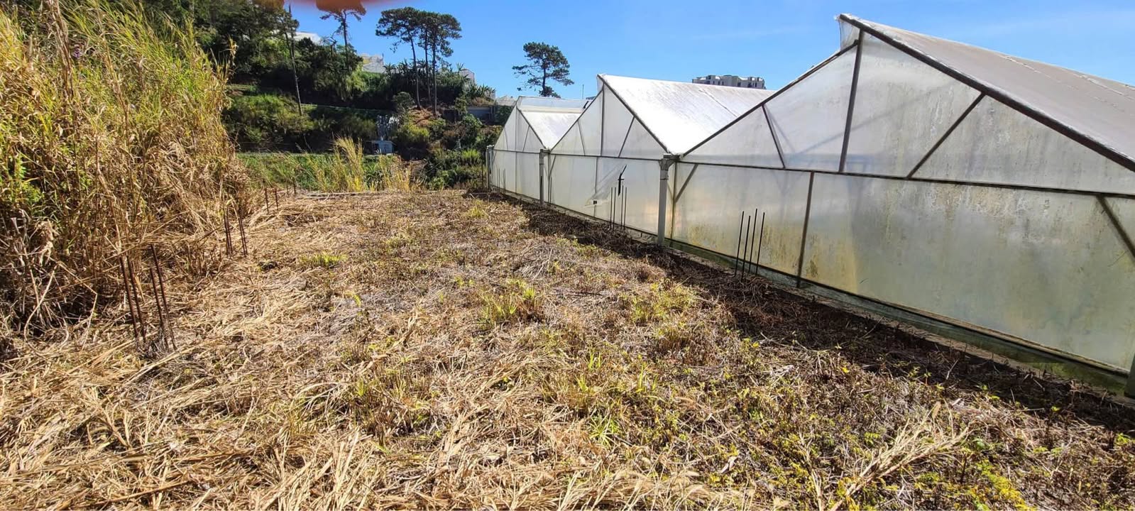 Lô đất Ngô Thị Sỹ, Đà Lạt 90m² giá 700 triệu - Cơ hội đầu tư sinh lời!