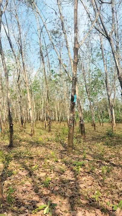 Đất Farm Phú Văn, Bù Gia Mập 1ha giá 750 triệu - Đường ô tô vào tận vườn!