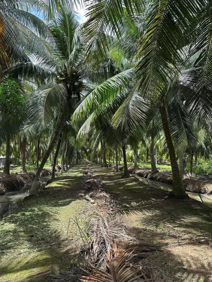 Đất thổ cư xã Xuân Đông, Chợ Gạo, 450m² giá 890 triệu - Đầu tư sinh lời ngay!