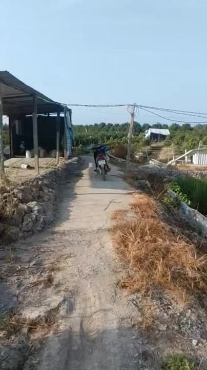 Farm 10.000m² tại Đường Hoa Lâm, Châu Thành, Tiền Giang - Giá 2.7 tỷ, Đầu tư sinh lời!