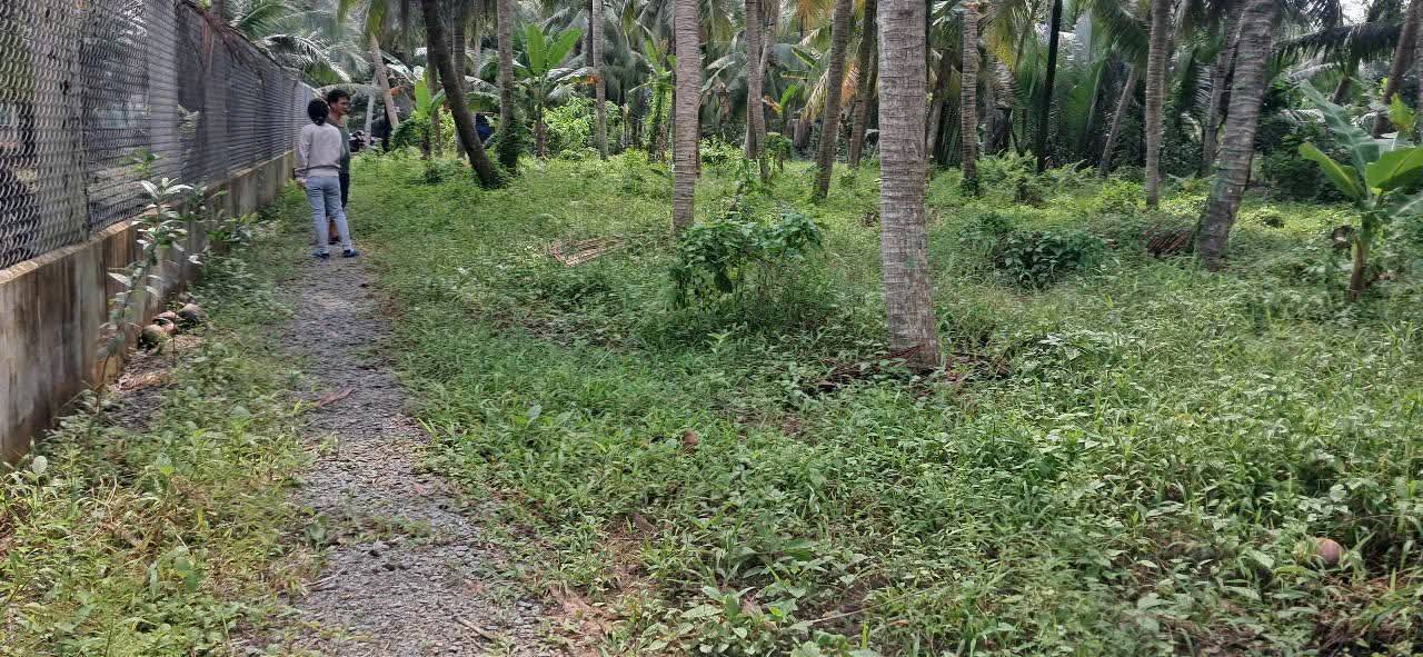 Đất thổ cư 270m² tại Long Mỹ, Giồng Trôm giá 300 triệu - Cơ hội đầu tư tuyệt vời!