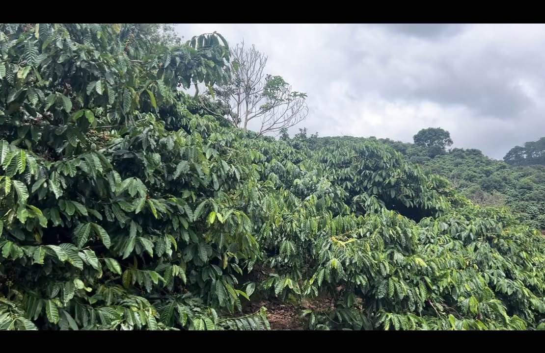 Đất nông nghiệp Mê Linh 4000m² giá 2.1 tỷ - Đang cho thu hoạch cà rốt!