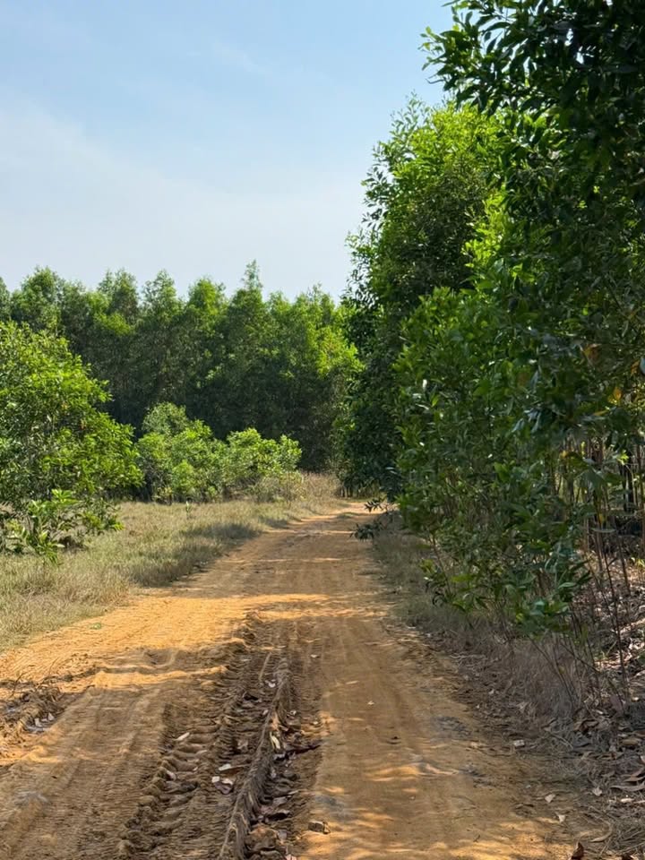 Đất nền Xã Hòa Hội, Huyện Xuyên Mộc 360m² giá 550 triệu - Cơ hội đầu tư không thể bỏ qua!