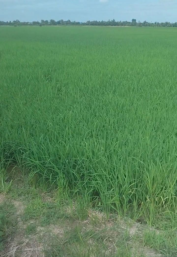 Cho thuê farm 16 công tại Ấp Mỹ Hòa, Tiền Giang - Giá 6 triệu/công/tháng