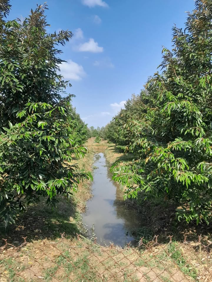 Farm sầu riêng Thái 10.000m² tại Tiền Giang giá 6 tỷ - Đang cho trái mùa 2