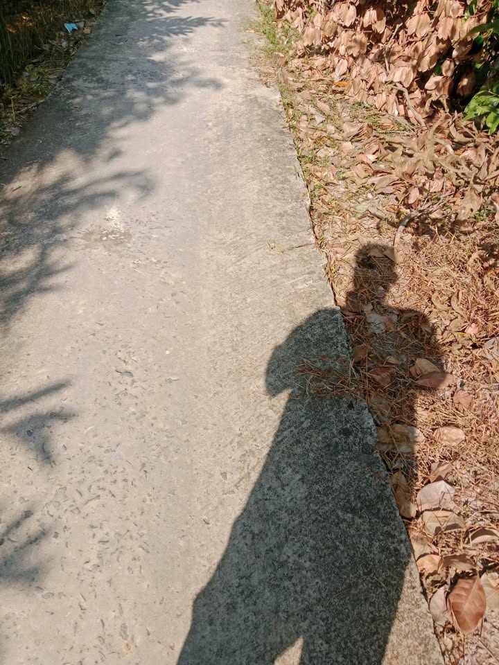 Farm cho thuê 46g Hòa Khánh, Cái Bè, Tiền Giang - Chỉ 72 triệu/năm