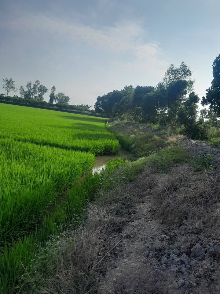 Đất nông nghiệp An Hữu 16.000m² giá 3.68 tỷ - Mặt tiền 110m ven kinh