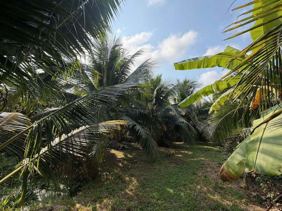 Đất vườn dừa Phú Túc 5400m² giá 1.5 tỷ - Đối diện chùa Vạn Phước, thương lượng tốt!