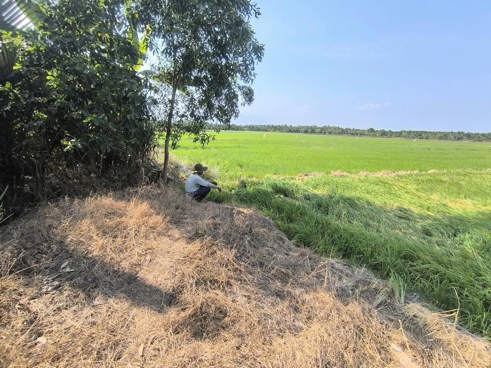 Đất nông nghiệp Bến Tre 4000m² giá 480 triệu - Cơ hội đầu tư hiếm có!