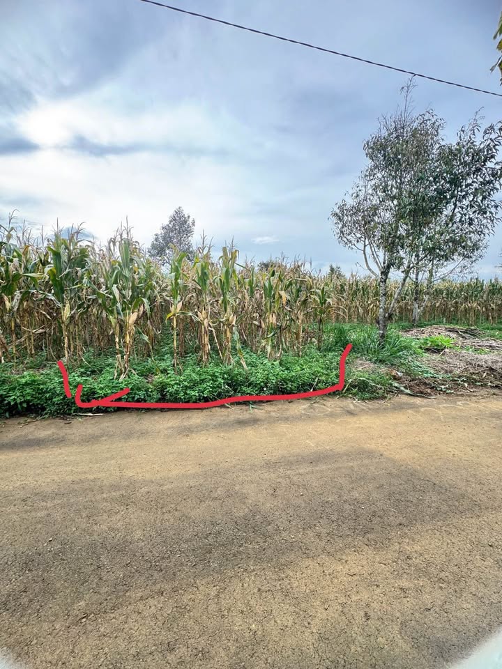 Đất nền hẻm 41 Lạc Long Quân, Bảo Lâm 140m² giá chỉ 690 triệu - Cơ hội đầu tư tuyệt vời!