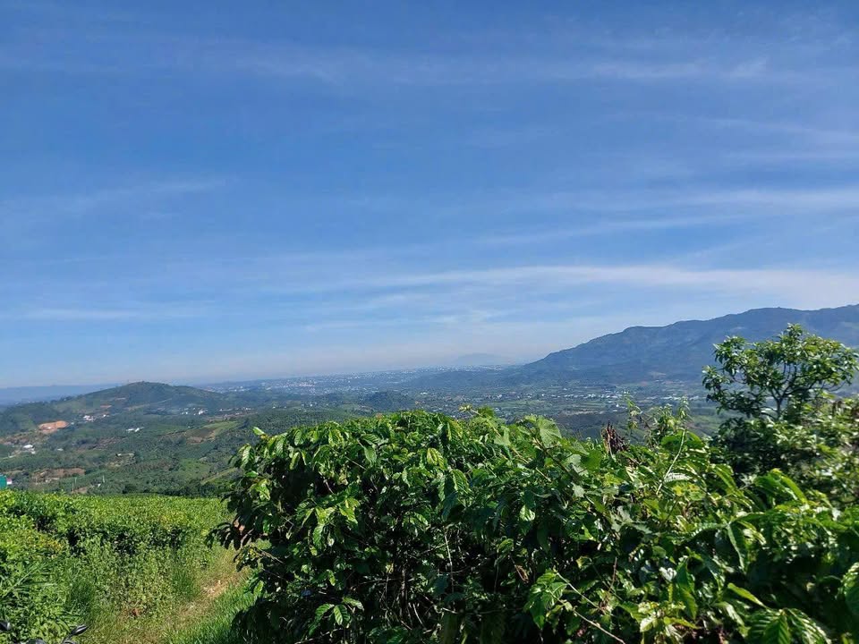 Lô Đất Farm 1,5HA tại Đại Lào - View Đồi Bát Úp tuyệt đẹp, chỉ 5.12 tỷ!