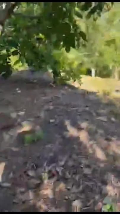 Đất Farm 4ha tại Đăk Đoa, Gia Lai - Cơ hội đầu tư sinh lời!