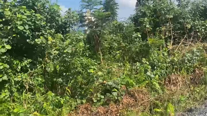 Đất thổ cư 1000m² tại Xã Thạnh Hòa, Huyện Bến Lức - Giá chỉ 1.7 tỷ!