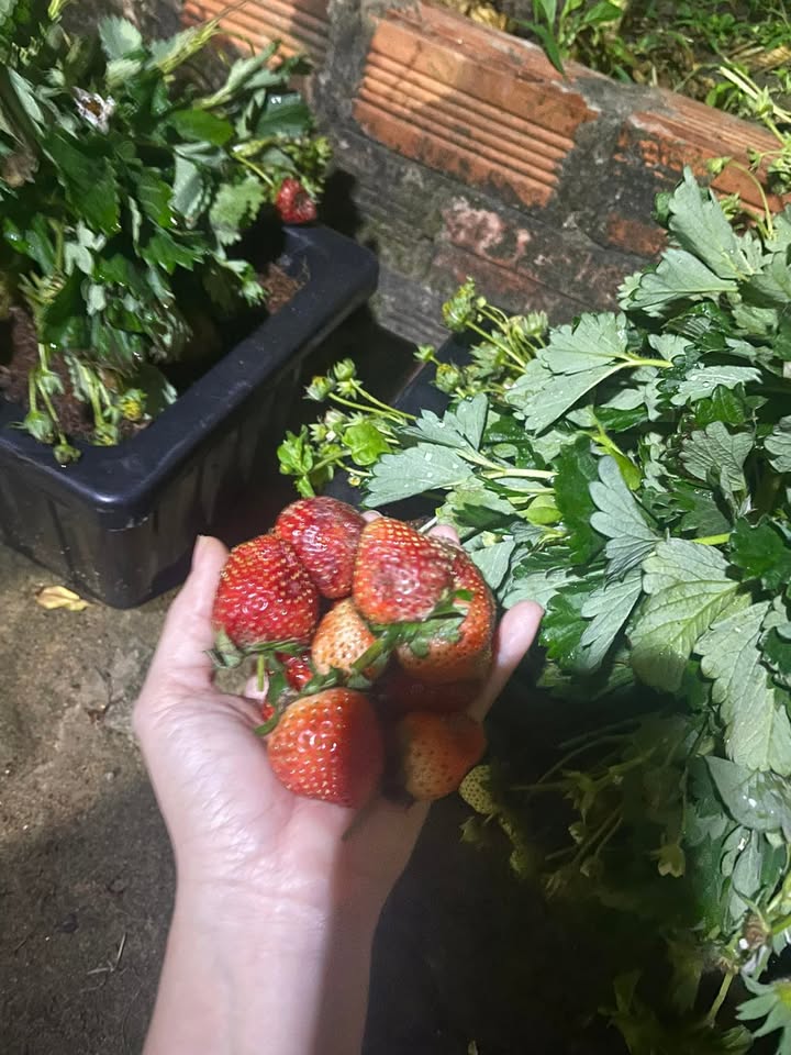 Nhà vườn 4PN phường Tân An 425m² giá 1.8 tỷ - Sẵn sàng vào ở!